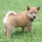 Ndhern Shiba Inu