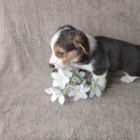 příjemný Welsh Corgi (Pembroke)
