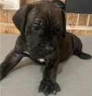 ttka Cane Corso pro dobr domov