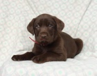 Štěňata labradorského retrívra k dispozici