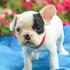 Francouzsk buldoky jsou k dispozici k adopci