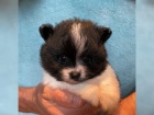 Ndhern Pomeranian / picl tata