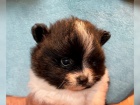 Ndhern Pomeranian / picl tata