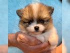 Ndhern Pomeranian / picl tata