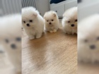 Pomeranian chlapci a dvky