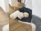 Pomeranian chlapci a dvky
