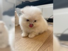 Pomeranian chlapci a dvky