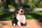 krásná štěňátka Basset Hound hledající nové domovi