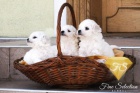 Bichon Fris tata 