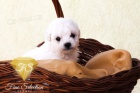 Bichon Fris tata 