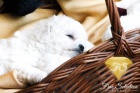Bichon Fris tata 