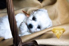Bichon Fris tata 