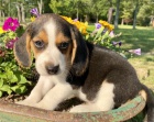 ttka TRICOLOR beagle jsou k dispozici a jsou nyn pipravena k prodeji.