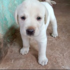labradorská štěňata