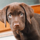 labradorská štěňata