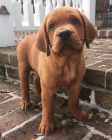 labradorská štěňata
