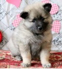 asn ttka Keeshond k dispozici 