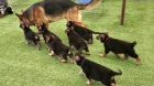 krásné štěně německého ovčáka k adopci