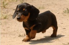 krásné štěně jezevčíka k adopci