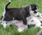 krásné štěně sibiřského husky k adopci
