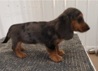 krásné štěně jezevčíka k adopci