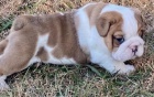 krásné štěně anglického buldoka k adopci