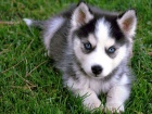 krsn tn sibiskho husky k adopci