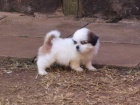 Pro nový domov jsou k dispozici dvě štěňata Shih Tzu