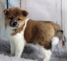 shiba inu