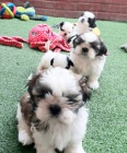 Dom Vycvien tata Shih Tzu