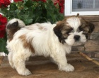 Štěňata SHIH TZU na prodej. Štěňátka jsou očkovaná, odčervená a připravená jít do své nové rodiny a domova.