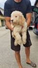 Lagotto Romagnolo štěňata