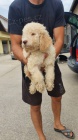 Lagotto Romagnolo tata