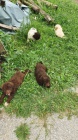 Lagotto Romagnolo tata