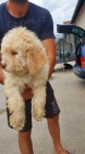 Lagotto Romagnolo štěňata