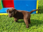 Labradorsk retriever tata s PP