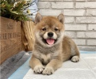 shiba inu asn. 