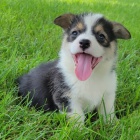 krásná a andělská štěňata Pembroke Welsh Corgi na prodej.