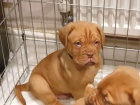 Prodm zdrav a hygienicky vykolen tata dogue de bordeaux.