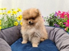 Mal nmeck pic/pomeranian ke kryt