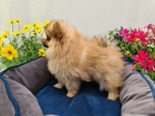 Mal nmeck pic/pomeranian ke kryt