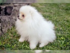 Pomeranian PP FCI