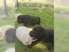 Labrador Retriever s PP (tn)