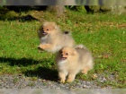 Nmeck pic trpasli / pomeranian s PP 