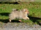 Nmeck pic trpasli / pomeranian s PP 