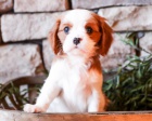 štěňata Kavalír King Charles  k dispozici