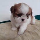 mini štěňata shih tzu