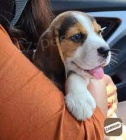 k dispozici dech beroucí štěňata BEAGLE