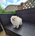 Nm. pic trpasli pomeranian s PP