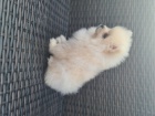 Nm. pic trpasli pomeranian s PP